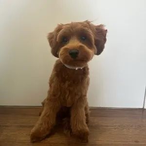 Photo of Eleni S.'s pet