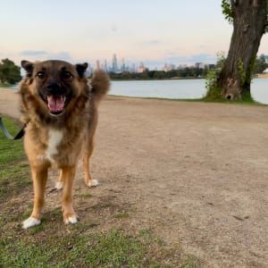 Photo of Jan H.'s pet